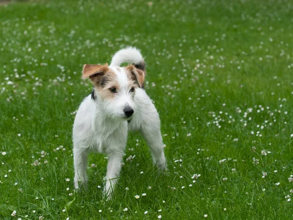 Portré Egy Aranyos Kutya — Stock Fotó