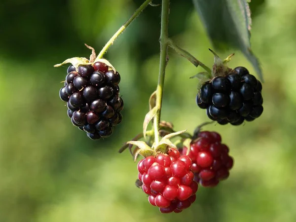 Autumn Harvest Selective Focus — Stock Photo, Image