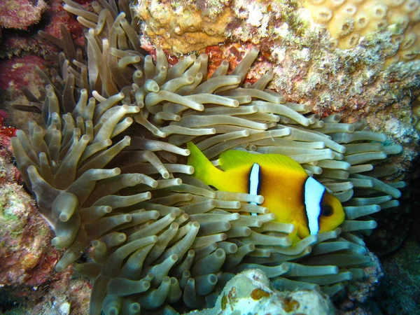 Корали Риби Червоному Морі — стокове фото