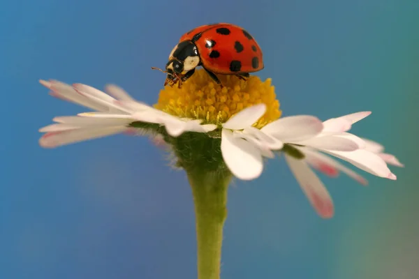 花朵上的瓢虫 — 图库照片