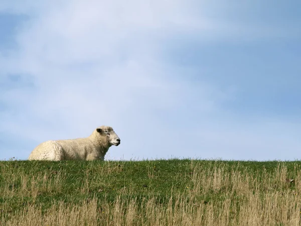 Juh Bárány Állatállomány — Stock Fotó