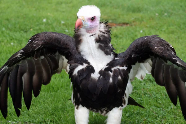 Vogelthema Malerischer Schuss — Stockfoto