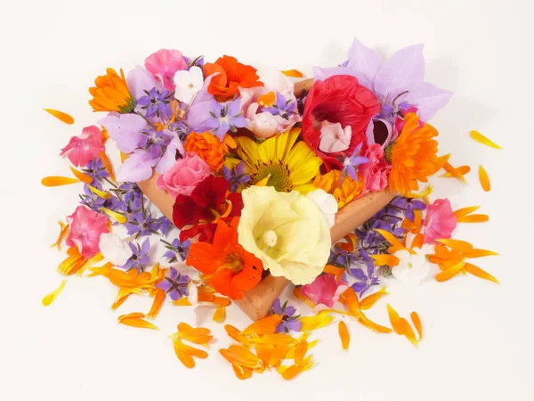 Nahaufnahme Von Schönen Sommerblumen — Stockfoto