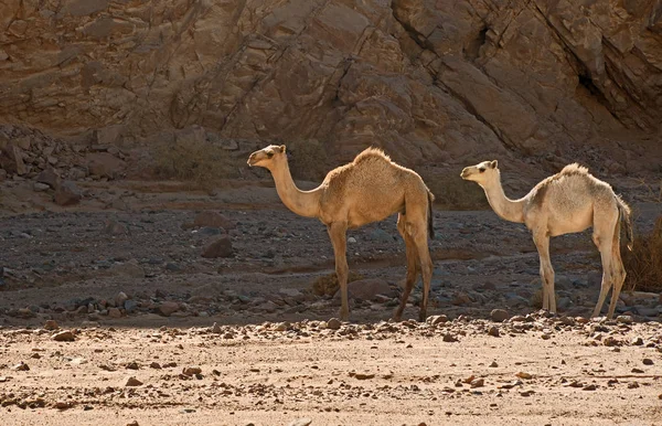 Mladí Velbloudi Ain Ahmed — Stock fotografie