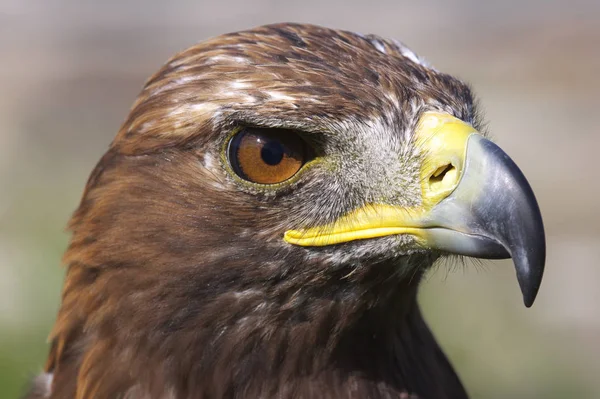 Plan Pittoresque Oiseau Dans Scène Extérieure — Photo