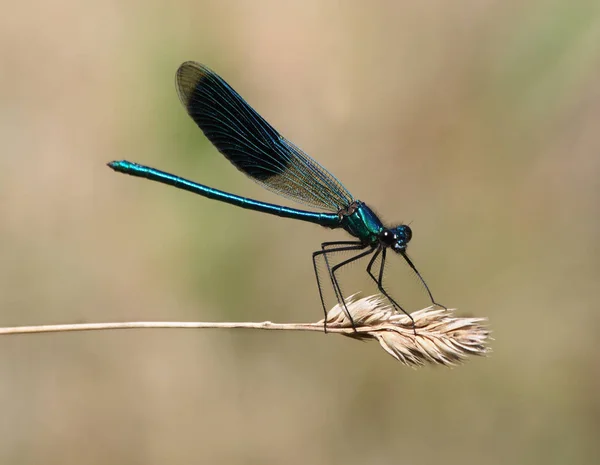 Odonata Vážky Přírodě Flóra — Stock fotografie