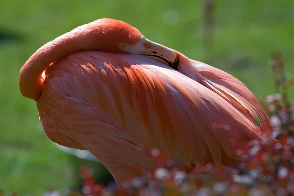 Schilderachtig Uitzicht Prachtige Flamingo Vogel Natuur — Stockfoto