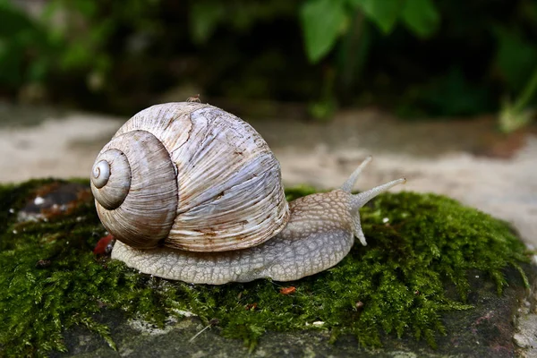 Spirála Měkkýš Mušle — Stock fotografie