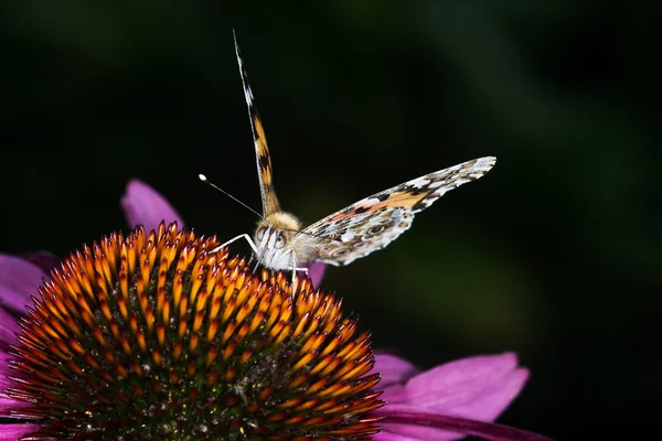 Primo Piano Bug Natura Selvaggia — Foto Stock