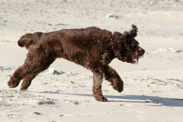 Långhårig Hund Rörelse — Stockfoto