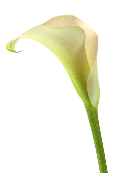 Exotische Calla Lilie Blütenblätter Flora Und Botanik — Stockfoto