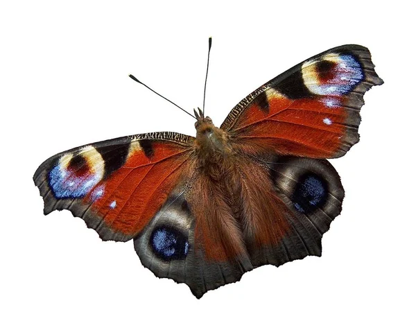 Pfauenauge Schmetterling Insekt — Stockfoto