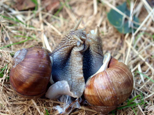 Långsam Snigel Slemmiga Djur — Stockfoto