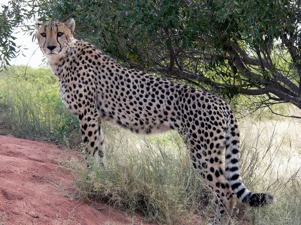 Äventyr Östra Afrika — Stockfoto