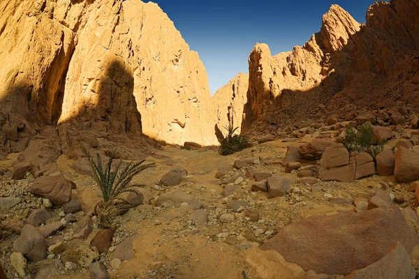 Пустыня Синай Египет Африка Вади — стоковое фото