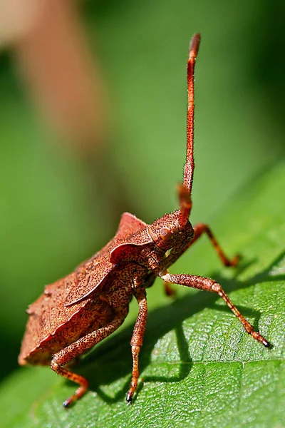 Close Zicht Insect Natuur — Stockfoto