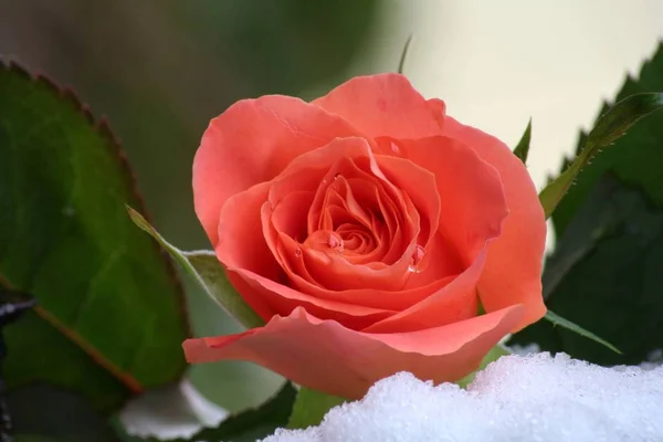 Розовый Батон Снегу — стоковое фото