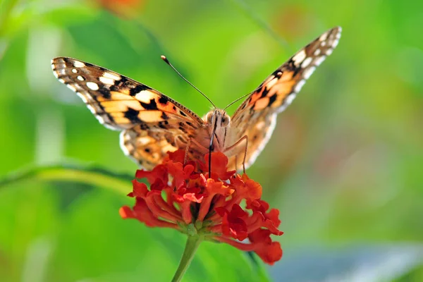 Little Fox Butterfly Lepidoptera — Stock Photo, Image