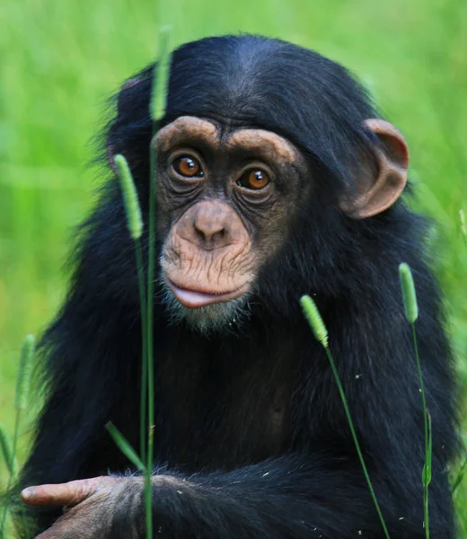 Närbild Djur Zoo — Stockfoto