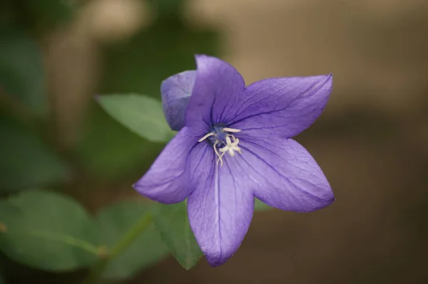 Belles Fleurs Prairie Été Flore Feuillage — Photo