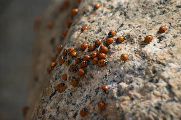 Primo Piano Vista Carino Coccinella Insetto — Foto Stock