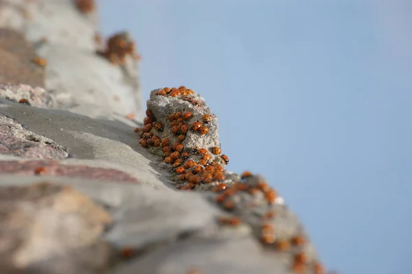 무당벌레를 가까이 — 스톡 사진