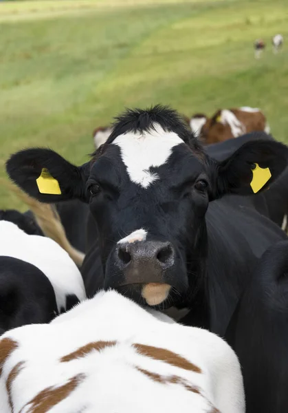 Koeien Het Natuurlijke Landschap Selectieve Focus — Stockfoto