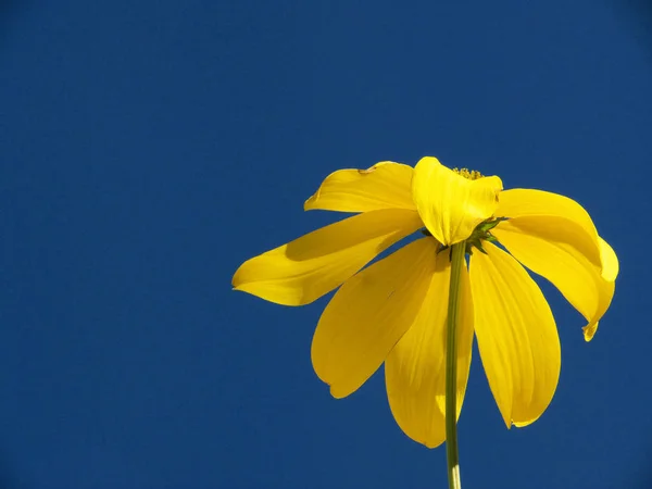 美しい花 花のコンセプトの背景 — ストック写真