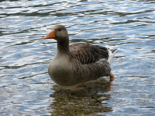 大自然における鳥類の景観 — ストック写真