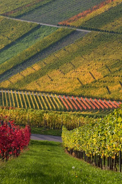 Grape Growing Vineyard — Stock Photo, Image