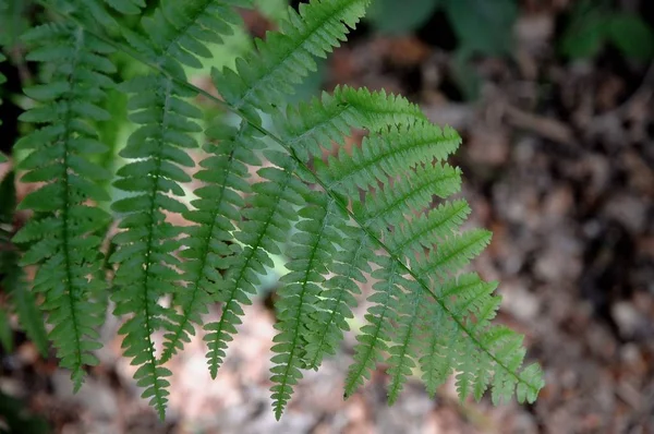 Beautiful Botanical Shot Natural Wallpaper — Stock Photo, Image