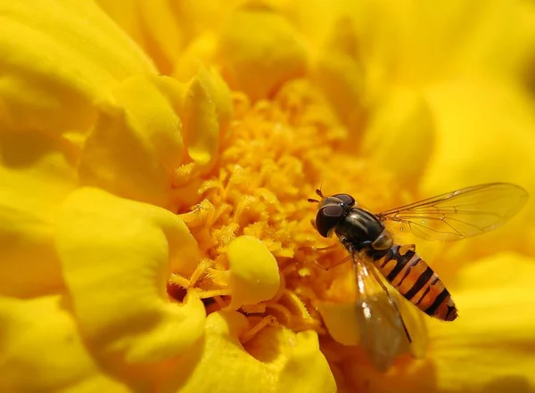 Vista Cerca Los Insectos Naturaleza —  Fotos de Stock