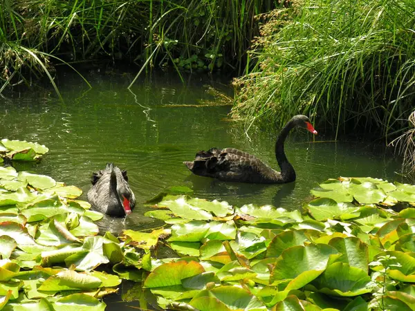 Scenic View Majestic Swans Nature — Stock Photo, Image