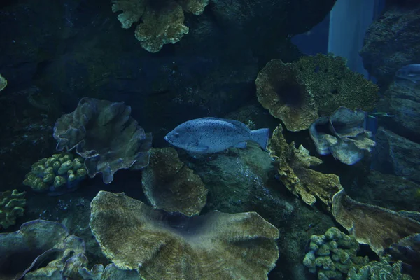 Подводное Море Морская Жизнь — стоковое фото