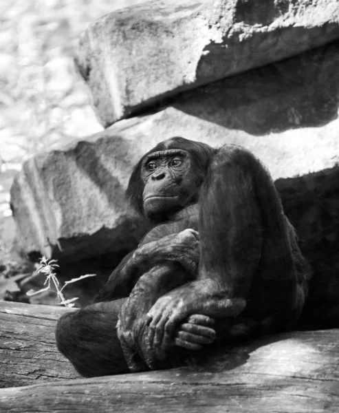 Großaufnahme Von Tier Zoo — Stockfoto