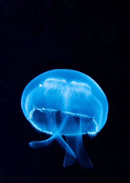 Denizanası Denizi Suyun Altında Deniz Yaşamı — Stok fotoğraf