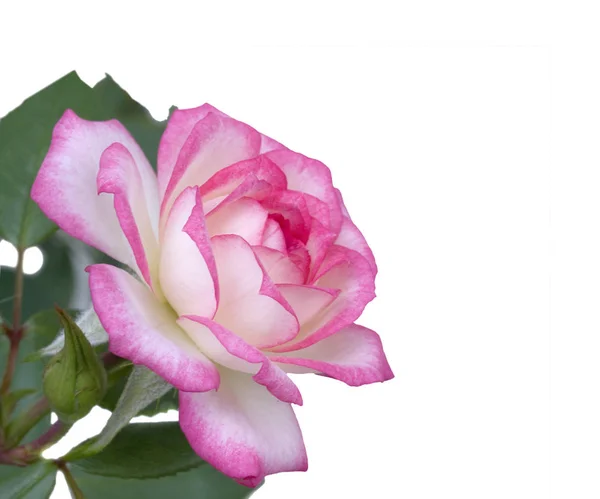 Mödrar Dag Blomma Rosa Vit Ros — Stockfoto