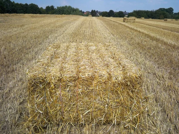 Autumn Harvest Selective Focus — Stock Photo, Image