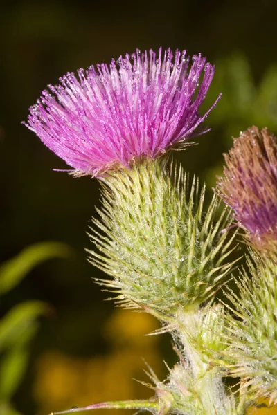 Schöne Blumen Blumiges Konzept Hintergrund — Stockfoto