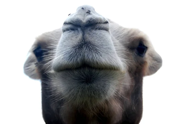Арабское Верблюжье Животное Млекопитающее Стоковое Фото