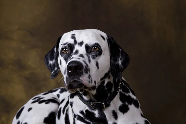 Dalmatian Dog Black White Pet — Stock Photo, Image