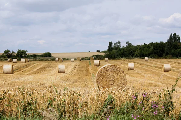 Agriculture Field Harvest Straw Bales — Stock Photo, Image
