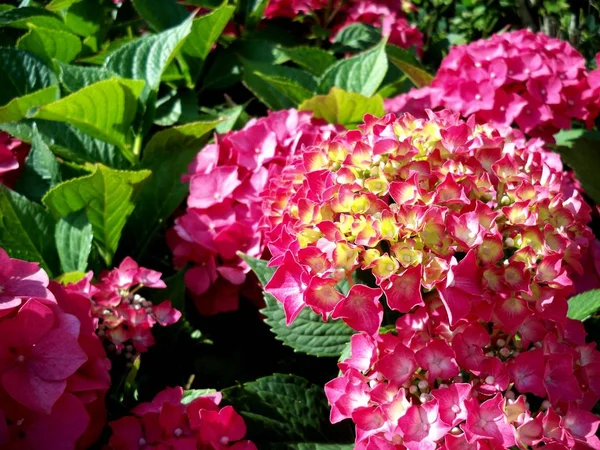 Hermoso Plano Botánico Fondo Pantalla Natural — Foto de Stock