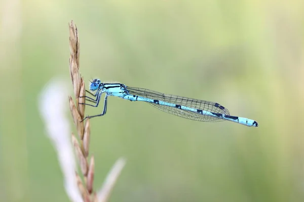 Odonata Mosca Lechera Flora Natural —  Fotos de Stock