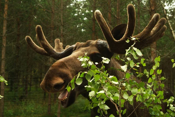 野生動物のシーン 美しい自然 — ストック写真