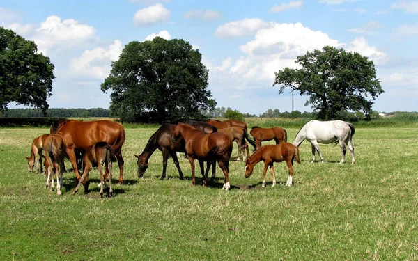 Mammifero Animale Cavallo Razza Pura — Foto Stock