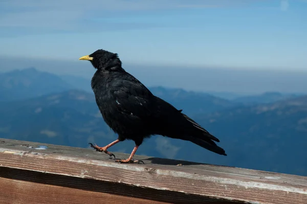 Suola Alpina Esecuzione Uccello — Foto Stock