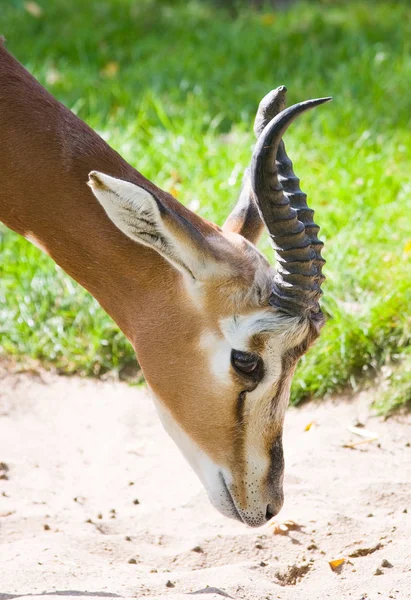 Testa Mhorr Gazella — Foto Stock