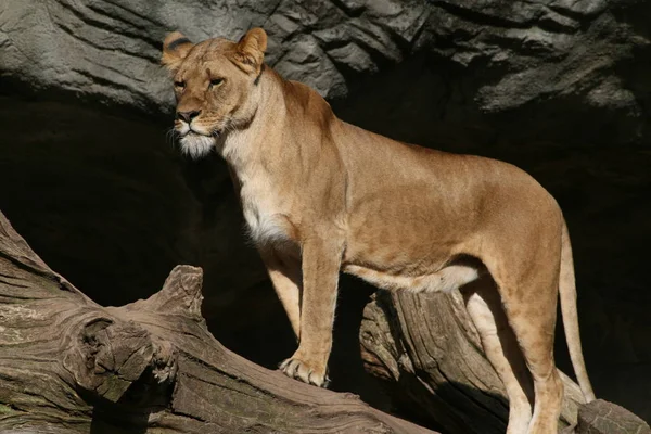 Львица Зоопарке — стоковое фото