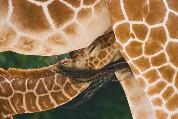 Giraffa Animale Mammifero Erbivoro — Foto Stock